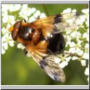 Volucella inflata - Gelbfleck-Waldschwebfliege m01.jpg